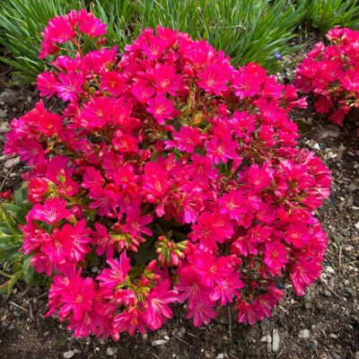 Lewisia CONSTANT™ 'Fuchsia'