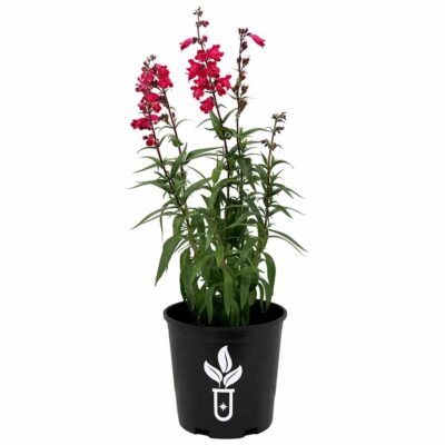 Penstemon 'Parade of Parrots'