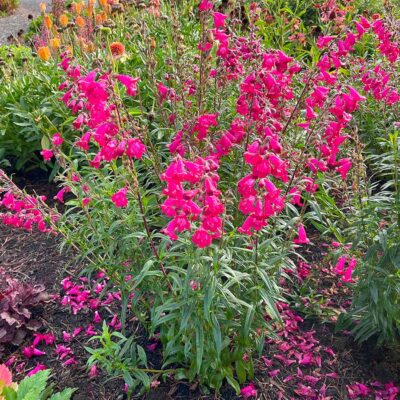 Penstemon 'Parade of Parrots'