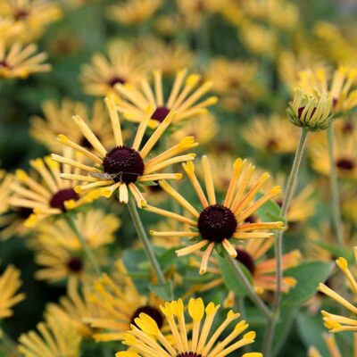 Rudbeckia 'Little Henry'