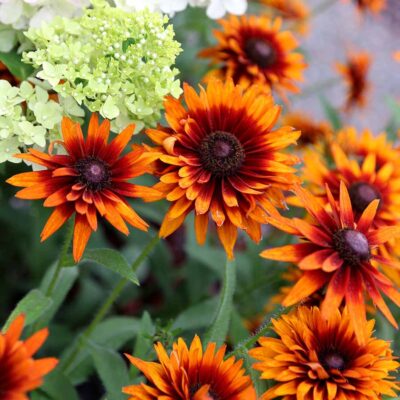 Rudbeckia 'Summer Sienna'