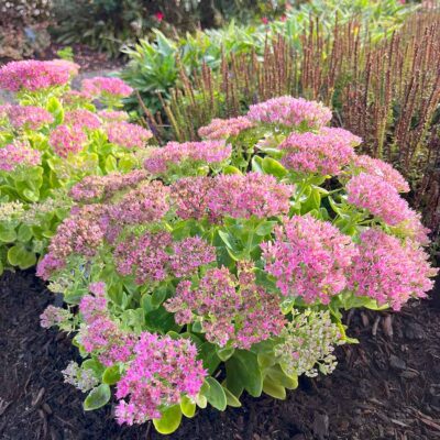 Sedum 'Crystal Pink'