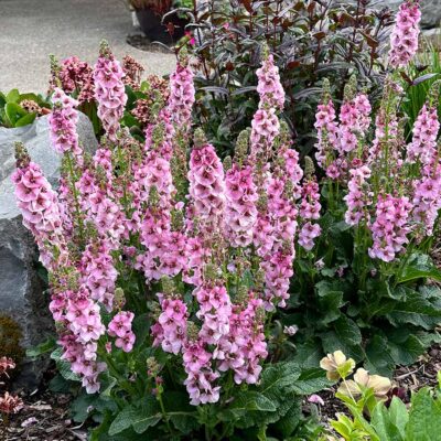 Verbascum 'Lavender Lass'