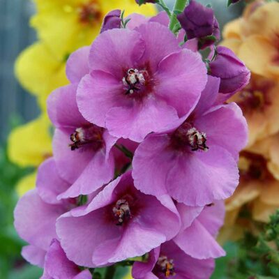 Verbascum 'Lavender Lass'