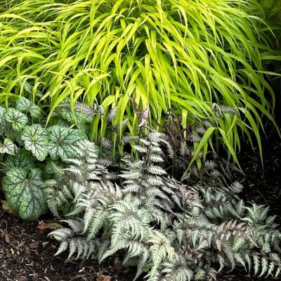 Athyrium 'Pewter Lace'