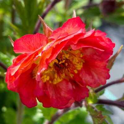 Geum TEMPO™ 'Coral'