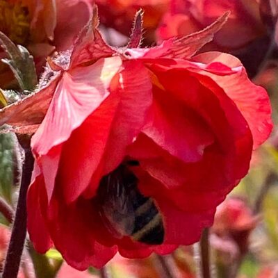 Geum TEMPO™ 'Coral'