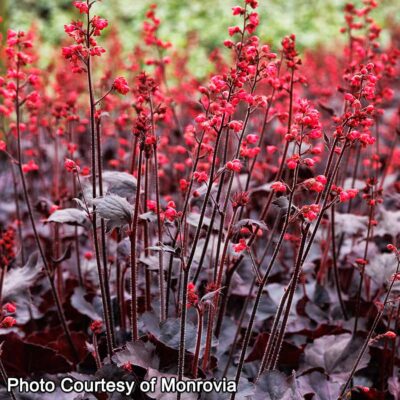 Heuchera 'Black Forest Cake'