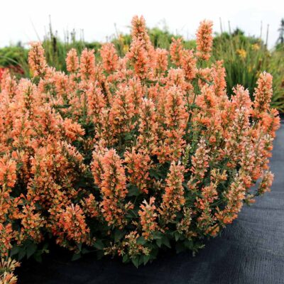 Agastache 'Peach Pearl'