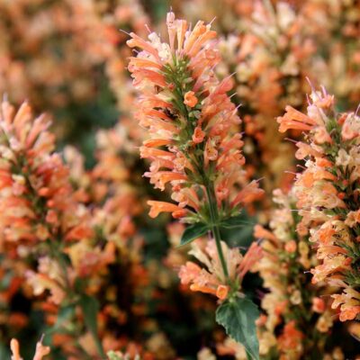 Agastache 'Peach Pearl'