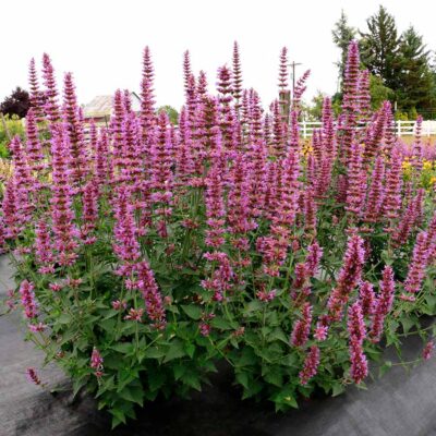 Agastache 'Prince's Plume'