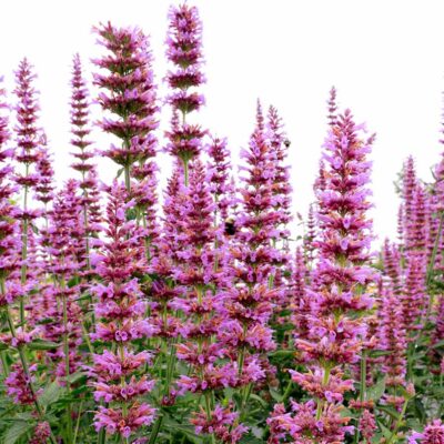 Agastache 'Prince's Plume'