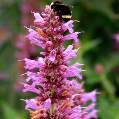 Agastache 'Prince's Plume'