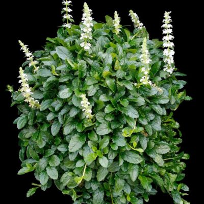 Ajuga NOVA® 'White'