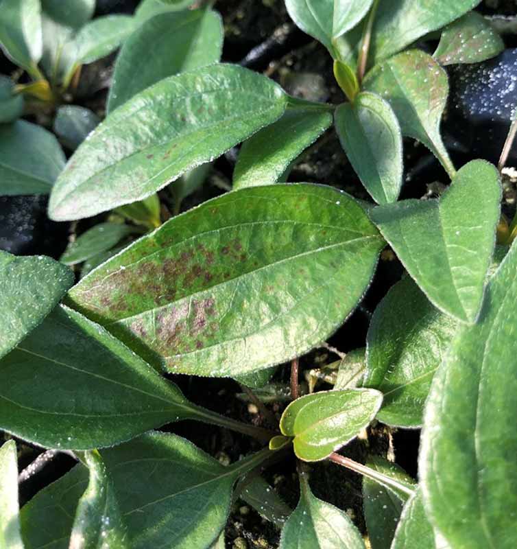 Echinacea Spots on Leaves