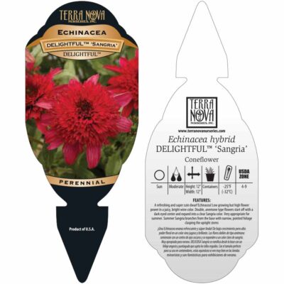 Echinacea DELIGHTFUL™ 'Sangria' - Tag