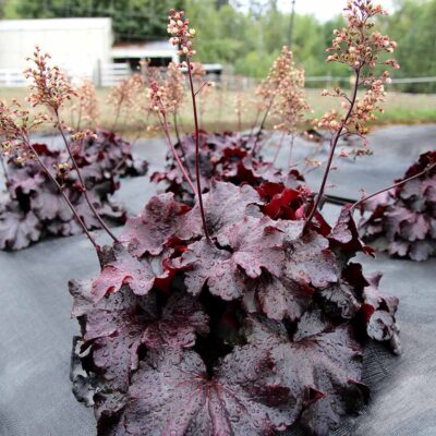 Heuchera 'Rosewood'