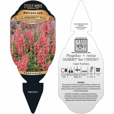 Phygelius COLORBURST™ 'Rose' - Tag Phygelius COLORBURST™ 'Rose' - Tag