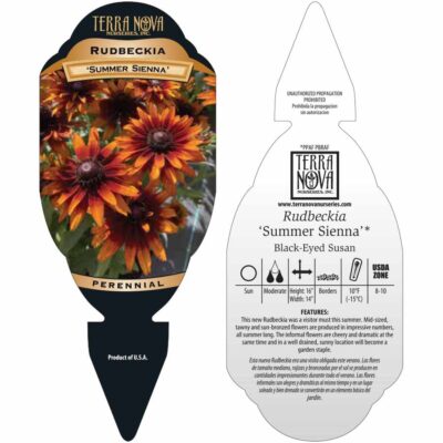 Rudbeckia 'Summer Sienna' - Tag