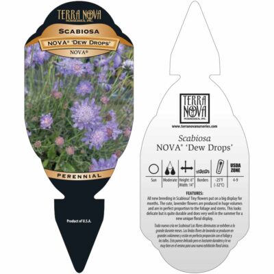 Scabiosa NOVA® 'Dew Drops' - Tag