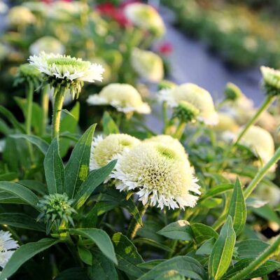 Echinacea DELIGHTFUL™ 'Lace'