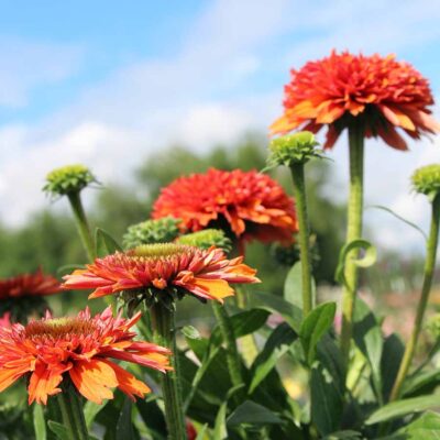 Echinacea DELIGHTFUL™ 'Tropics'