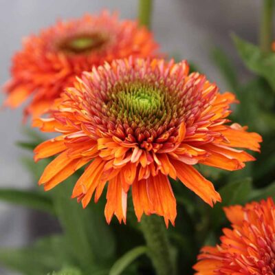 Echinacea DELIGHTFUL™ 'Tropics'