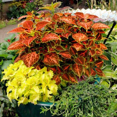 Coleus TERRA NOVA® 'Peach Julep'