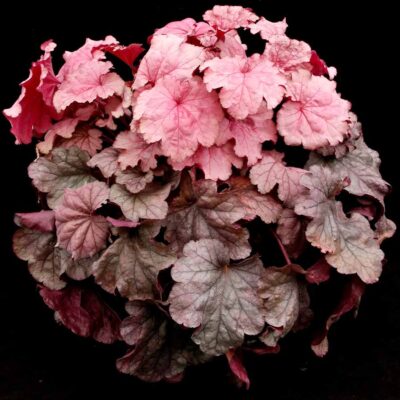 Heuchera 'Iridescent' Heuchera 'Iridescent'