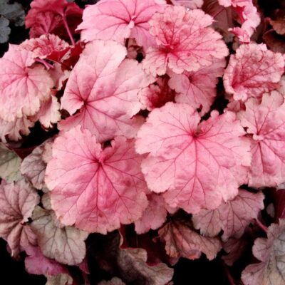 Heuchera 'Iridescent' Heuchera 'Iridescent'