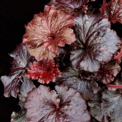Heuchera 'Rosewood' Heuchera 'Rosewood'