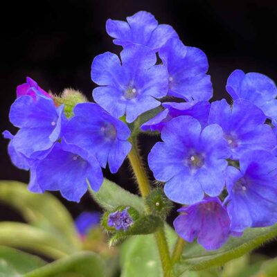 Pulmonaria NOVA® ‘Cobalt’ Pulmonaria NOVA® ‘Cobalt’