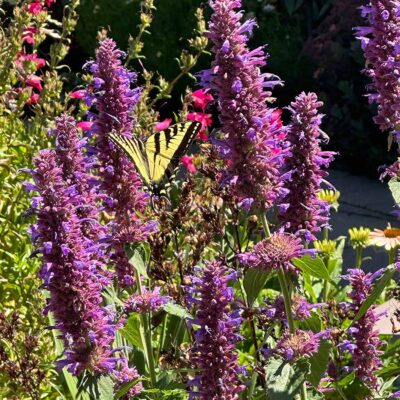Agastache 'Blue Boa' Agastache 'Blue Boa'