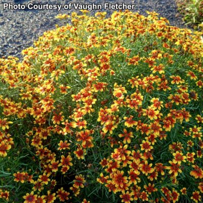 Coreopsis SUNSTAR™ 'Orange' Coreopsis SUNSTAR™ 'Orange'