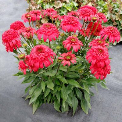 Echinacea DELIGHTFUL™ 'Garnet'