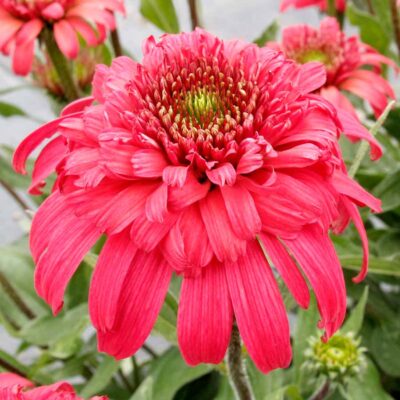 Echinacea DELIGHTFUL™ 'Garnet' Echinacea DELIGHTFUL™ 'Garnet'