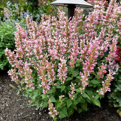 Agastache 'Pink Pearl' Agastache 'Pink Pearl'