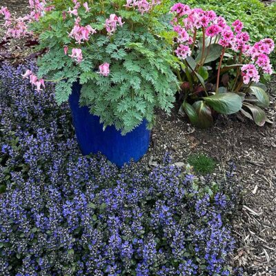 Ajuga 'Blueberry Muffin' Ajuga 'Blueberry Muffin'