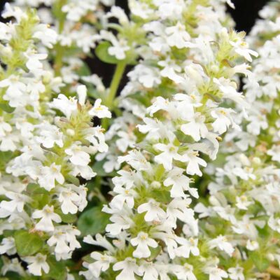 Ajuga NOVA® 'White' Ajuga NOVA® 'White'