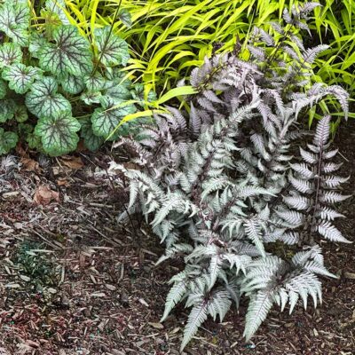 Athyrium 'Pewter Lace' Athyrium 'Pewter Lace'
