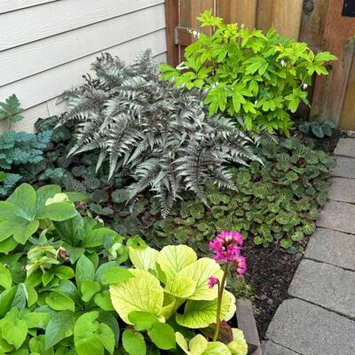 Athyrium 'Pewter Lace' Athyrium 'Pewter Lace'