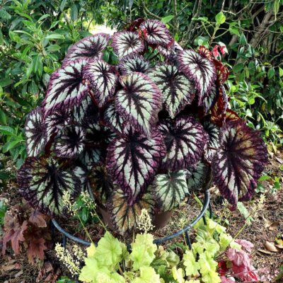 Begonia 'Fireworks' Begonia 'Fireworks'