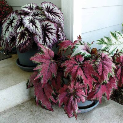 Begonia 'Fireworks' Begonia 'Fireworks'