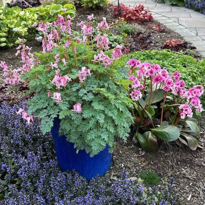 Bergenia DRAGONFLY™ 'Sakura' Bergenia DRAGONFLY™ 'Sakura'