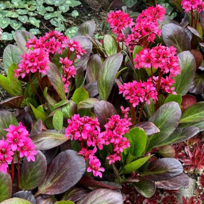 Bergenia EARLY BRILLIANCE™ 'Magenta' Bergenia EARLY BRILLIANCE™ 'Magenta'
