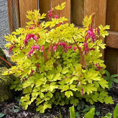 Dicentra 'Gold Heart' Dicentra 'Gold Heart'