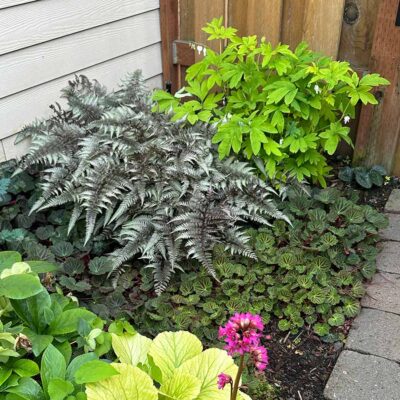 Dicentra 'White Gold' Dicentra 'White Gold'