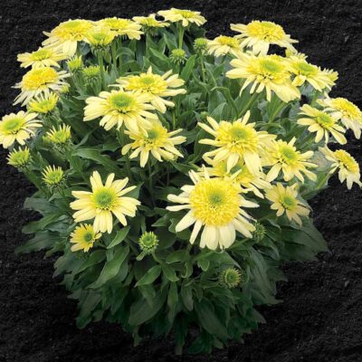 Echinacea SUN DIAL™ 'Zenith' Echinacea SUN DIAL™ 'Zenith'