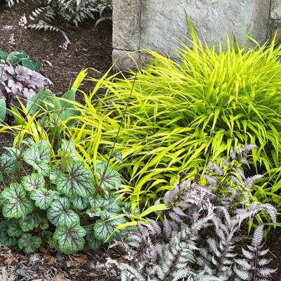 Hakonechloa 'All Gold' Hakonechloa 'All Gold'