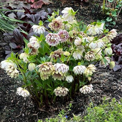 Helleborus NORTH STAR™ 'Ruby Heart' Helleborus NORTH STAR™ 'Ruby Heart'